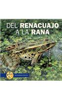 del Renacuajo a la Rana (from Tadpole to Frog)