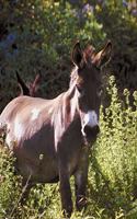 Horse Photo School Composition Book Equine Donkeys at Pasture