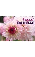 Magical Dahlias 2018