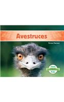 Avestruces (Ostriches )