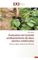 Évaluation de l'Activité Antibactérienne de Deux Plantes Médicinales