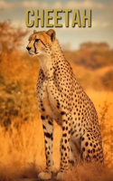 Cheetah