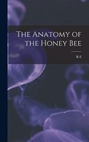 Anatomy of the Honey Bee