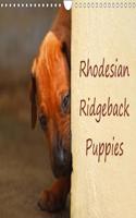 Rhodesian Ridgeback Puppies 2018: A Monthly Calendar with Photographs of Rhodesian Ridgeback Puppies.(Calvendo Animals)