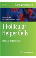 T Follicular Helper Cells