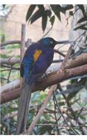 Golden-breasted Starling (Cosmopsarus Regius) Bird Journal: 150 page lined notebook/diary