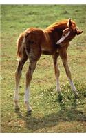 Equine Journal Itchy Foal