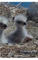 Fluffy-ish Bald Eagle Chicks in a Nest in California Journal: 150 Page Lined Notebook/Diary