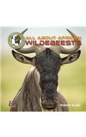 All about African Wildebeests