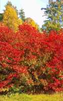 2020 Weekly Planner Autumn Red Bushes Fall Trees 134 Pages: 2020 Planners Calendars Organizers Datebooks Appointment Books Agendas