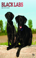 Labrador Retrievers, Black 2023 Square Foil