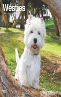 West Highland White Terriers 2025 Square