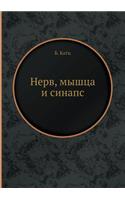 Nerv, Myshtsa I Sinaps