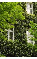 Green Ivy and Windows Journal