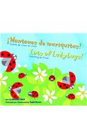 ¡Montones de Mariquitas!/Lots of Ladybugs!
