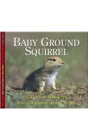 Baby Ground Squirrel