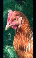 Stay at home chicken mom