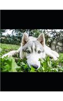 Siberian Husky