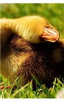 Mallard Duck Duckling Rolling Back Journal: Take Notes, Write Down Memories in this 150 Page Lined Journal