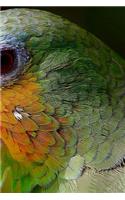 Amazon Parrot Notebook: 150 lined pages, softcover, 6 x 9