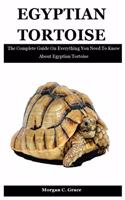 Egyptian Tortoise