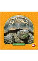 Why Animals Live in Shells: (Where Animals Live)