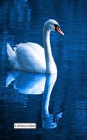 A Stillness at Dawn