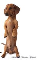 Dachshund December Notebook Dachshund Record, Log, Diary, Special Memories, To Do List, Academic Notepad, Scrapbook & More