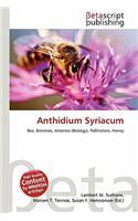 Anthidium Syriacum: (English)
