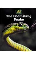 The Boomslang Snake