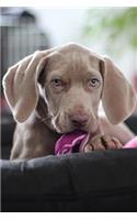 Just the Cutest Weimaraner Puppy Dog Pet Journal: 150 Page Lined Notebook/Diary
