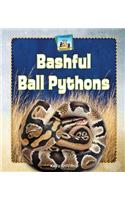 Bashful Ball Pythons