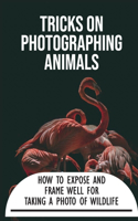 Tricks On Photographing Animals