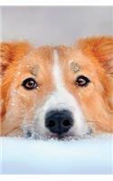 Border Collie January Notebook & Journal. Productivity Work Planner & Idea Notepad