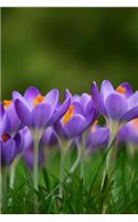 Beautiful Field of Crocus Flowers Journal: Take Notes, Write Down Memories in this 150 Page Lined Journal