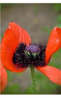 Beautiful Red Tulip in the Garden Journal: Take Notes, Write Down Memories in this 150 Page Lined Journa