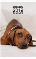 Dachshund Planner: Notebook and Organizer for 2019