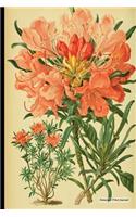 Botanical Print Journal: rhododendron diversifolium, 6" x 9" Vintage Botanical Flower Print Journal - [Lined Journal]