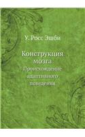 Конструкция мозга