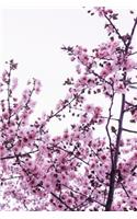 Cherry Blossoms In Bloom