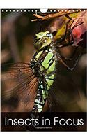 Insects in Focus 2017