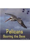 Pelicans