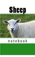 Sheep