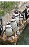 Humboldt Penguins Near the Water South America Journal: 150 Page Lined Notebook/Diary