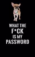 What The F*CK Is My Password, Short Haired Chihuahua