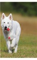 Swiss Shepherd