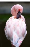 Pink Flamingo Preening Itself Journal: Take Notes, Write Down Memories in this 150 Page Lined Journal
