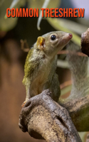 Common Treeshrew