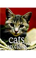 Cats Up Close: (Tiny Folio)