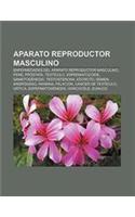 Aparato Reproductor Masculino